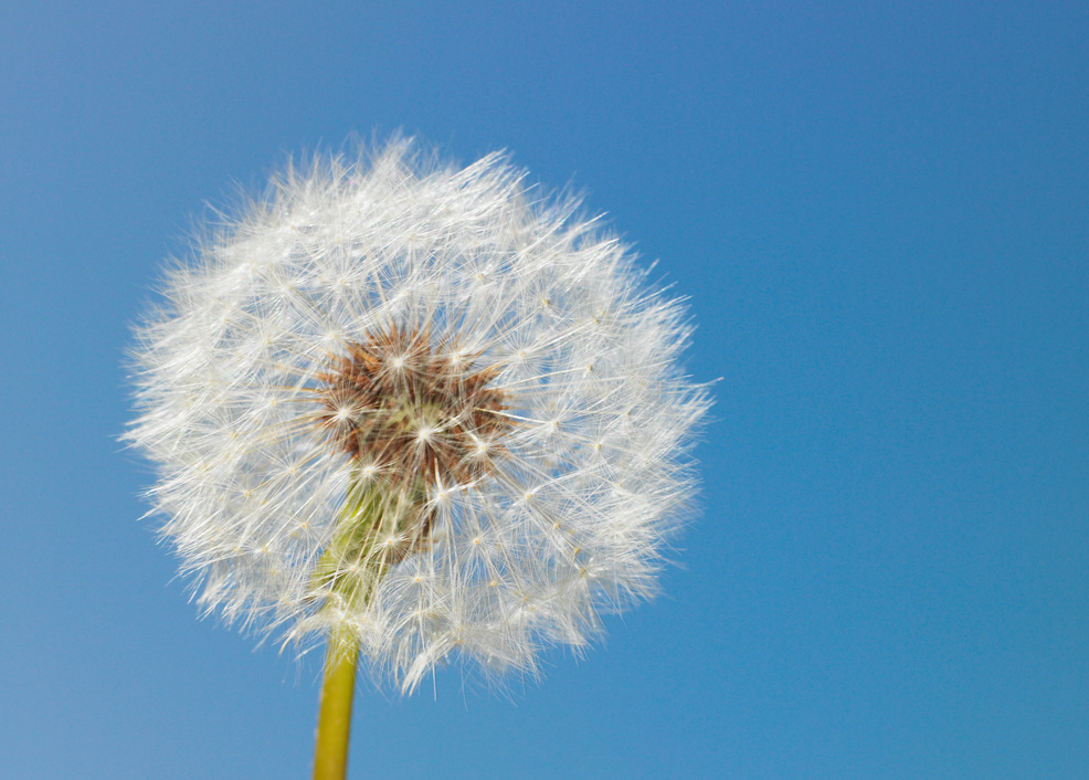 Dandelion head against clear sky, close-up